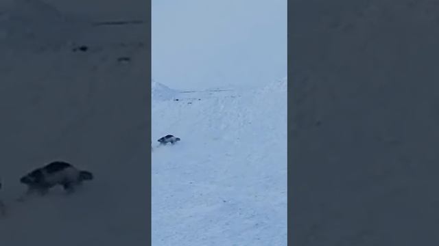 Росомаха против Волков смотреть онлайн