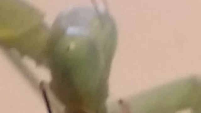 Hierodula Membranacea Feeding смотреть онлайн