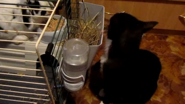 Кролик и кошка