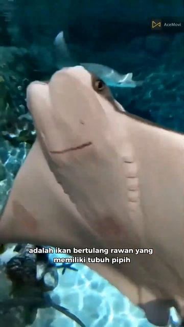 Platipus vs Ikan Pari смотреть онлайн