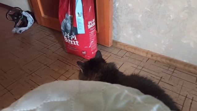 BlackCat Пума-Ума - знакомство Пумы и Лютика