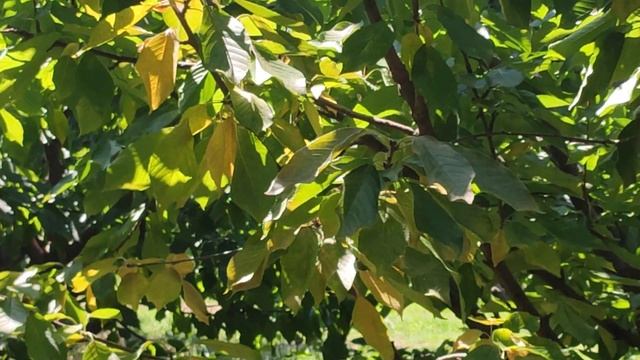 Tetranychidae On Cherry Trees Part 1 (read description) смотреть онлайн