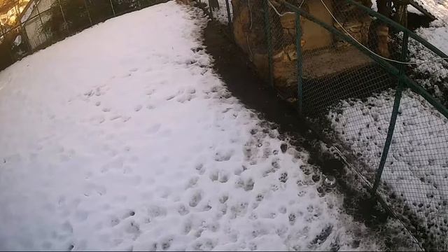 Львёнок Андрюша на снегу - день первый