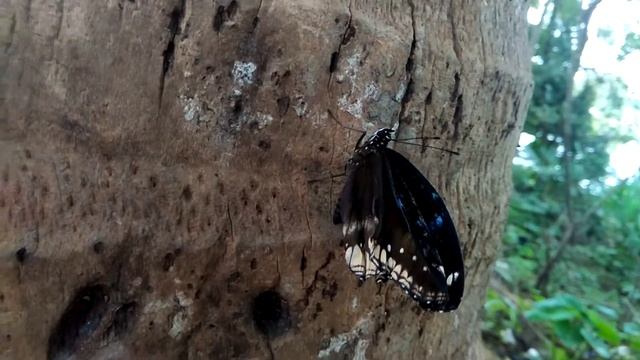 Great eggfly | Hypolimnas bolina смотреть онлайн