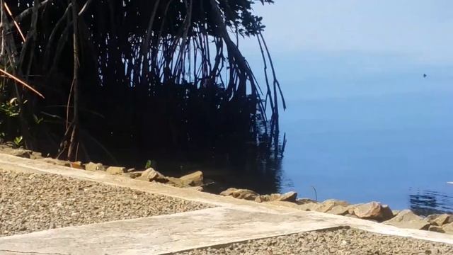 Варан в  Бентоте