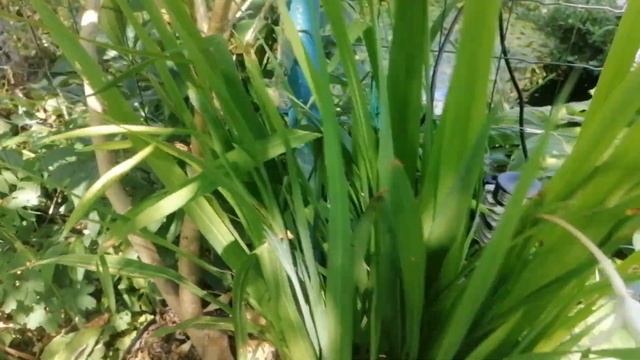 Ogród bez opieki - susza trwa a ja już w domu po urlopie. смотреть онлайн