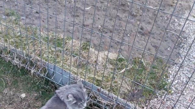 Лис, кот и лисица смотреть онлайн