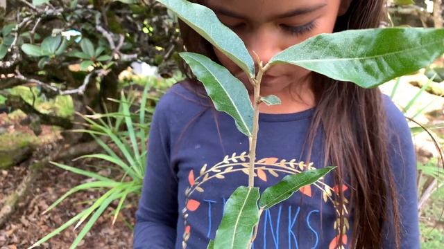 Growing LOOKING-GLASS TREE = HERITIERA LITTORALIS
