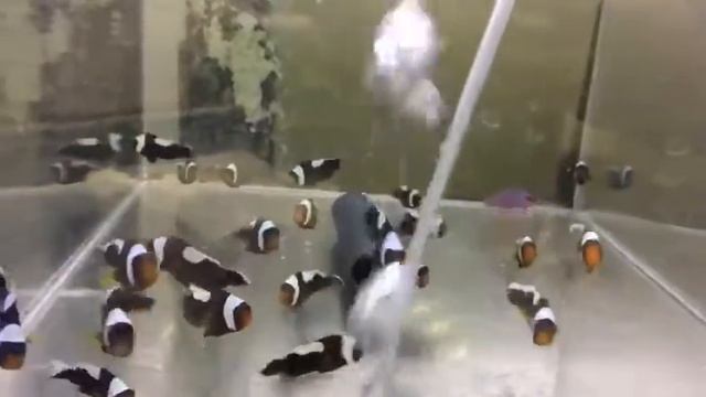 Калипсо смотреть онлайн