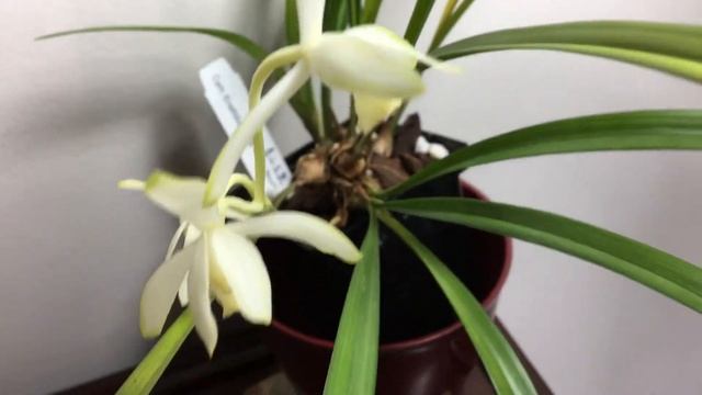 Cymbidium ensifolium Alba Green Mountain смотреть онлайн