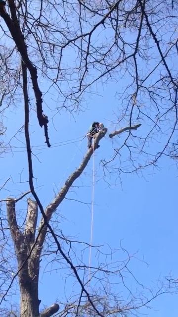 BHCC Tree care смотреть онлайн