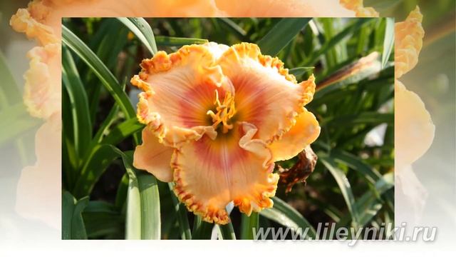 Лилейник ЗАВУШНИЦА смотреть онлайн