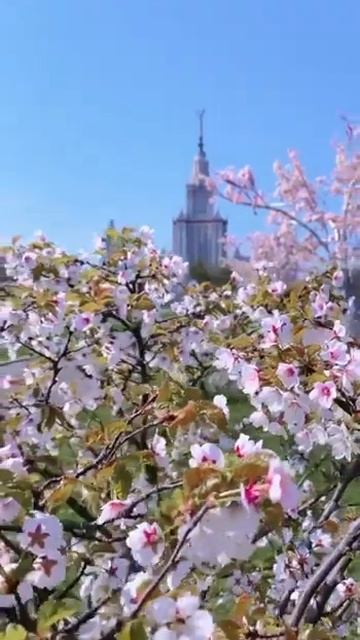 Цветущая сакура у МГУ смотреть онлайн