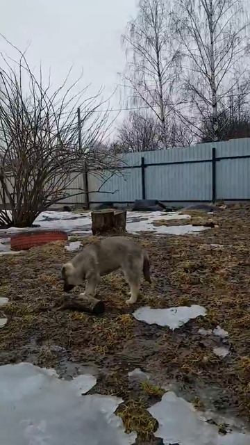 Дакота и малыши часть 2 ДСД смотреть онлайн