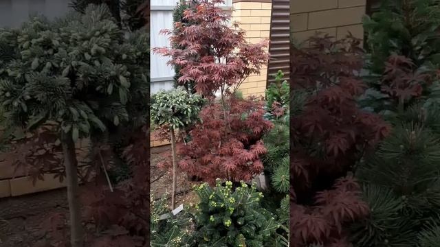 🌲Красивые хвойные растения | Telegram: https://t.me/love_is_hvoiny_dvorik смотреть онлайн