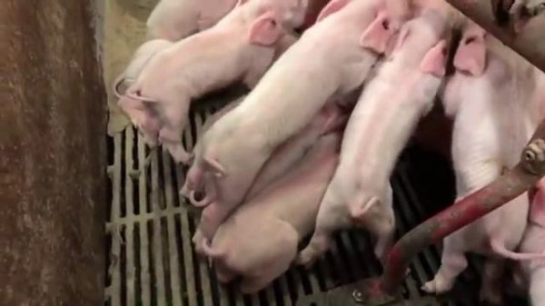 Проверяем поросят 18+