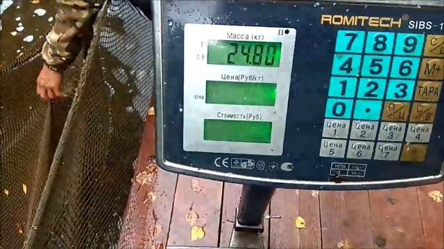 Зарыление осетром нижнего водоёма 100 кг смотреть онлайн