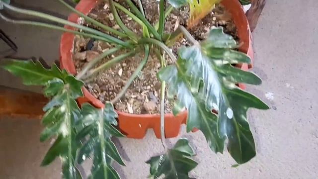 visitando el jardín de una suscritora смотреть онлайн
