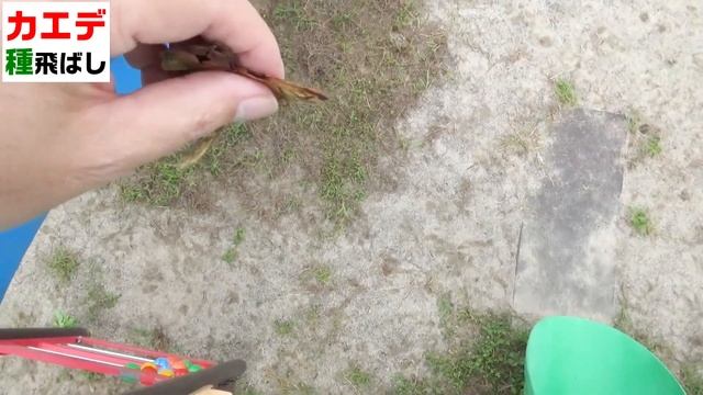 カエデの種飛ばし～プロペラ回転でクルクル回ります смотреть онлайн