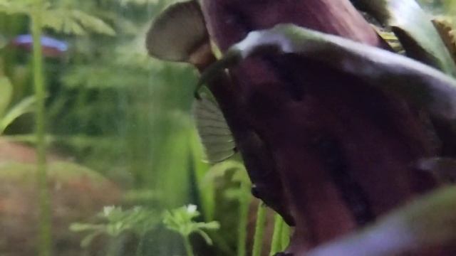 Aquarium Aftermath 04.02.2024 #154 Ancistrus sp. Green Dragon смотреть онлайн