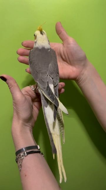 «Кореллы от заводчицы Дарьи ( Данечка)» Щекастый Пёстрый серый. Птенчик-выкормыш смотреть онлайн