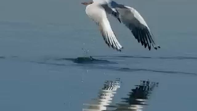 GIPSY KINGS Marina Marina