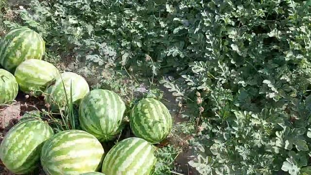 Поля арбузов в Таджикистане. Сезон арбузов. Как соберут 🍉 арбузы в Таджикистане. арбузы#сборарбузов смотреть онлайн