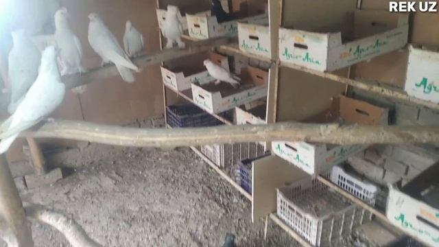 КАБУТАРЛАР ЗУРЛАРИ АНДИЖАНИСКИЙ УЧМА ОК КУШТИГЛАР 📞992304149 UCHMA KABUTARLAR ANDIJON PARODA