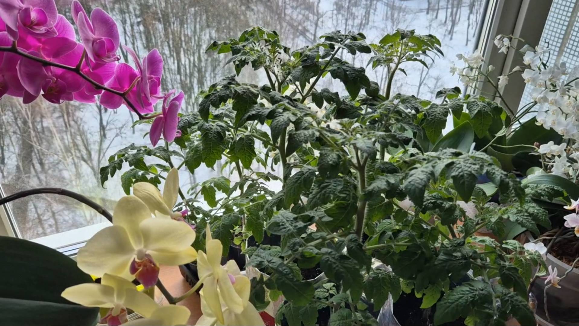 Ремонт пенсионерский.День бежим-два лежим.Опять проблемы.Рассада смотреть онлайн