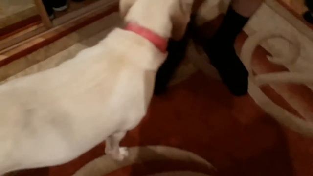 Мая сабака попала под машину. О чень жаль..