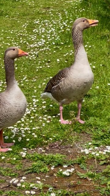 #greylag #birds #wildbirds #shortvideo #naturelovers