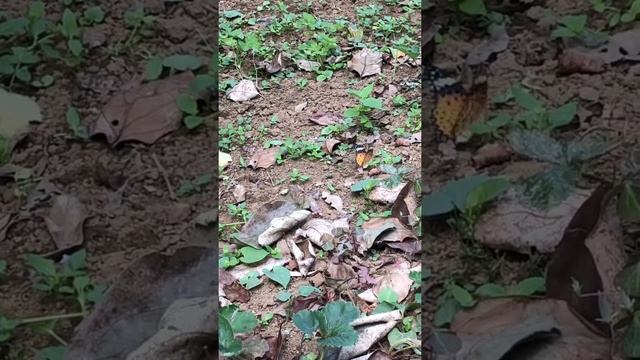 ♦2020年8月29日 leopard lacewing butterfly ,チョウ,나비 смотреть онлайн