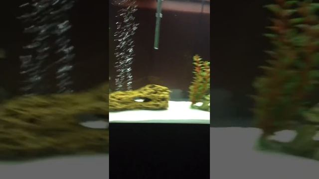 Tiger barb eggs/60 G setup