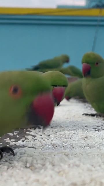 Green Parrots 🦜 in #viral #shorts #trending #ytshorts #parrot #parrotlovers смотреть онлайн