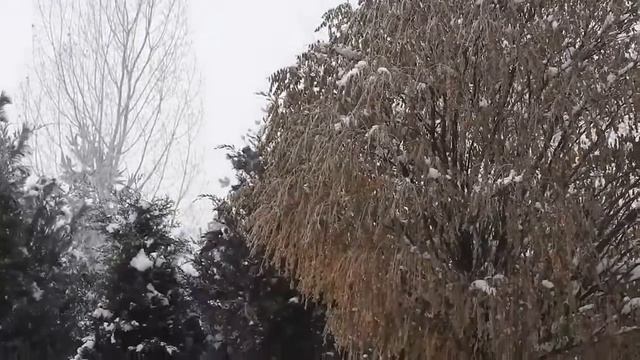 Свиристель смотреть онлайн