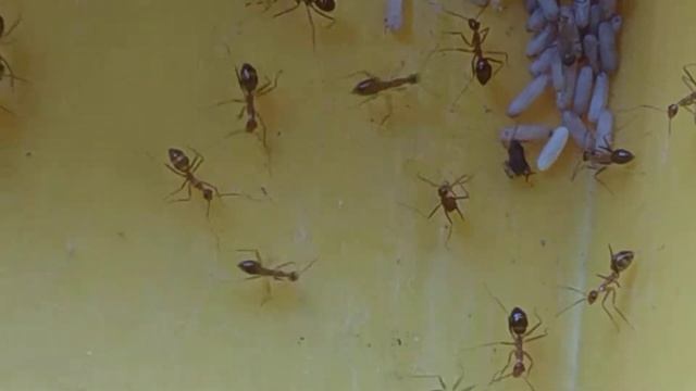 Yellow Crazy Ants moving to test tube смотреть онлайн