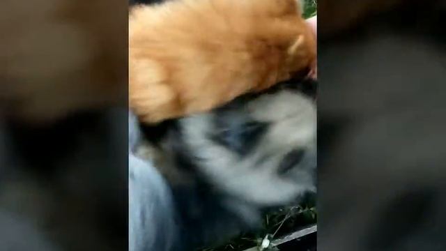 Сбор урожая малины смотреть онлайн