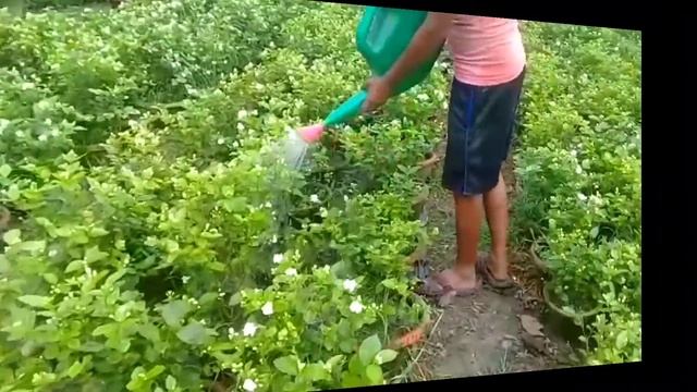 Mogra or Arabian Jasmine not Blooming ? Apply this fertilizer and see the Results ! смотреть онлайн