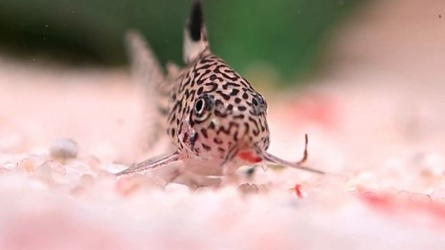 Leopard Corydoras/Three stripe Corydoras - Corydoras trilineatus Freshwater Aquarium Catfish смотреть онлайн