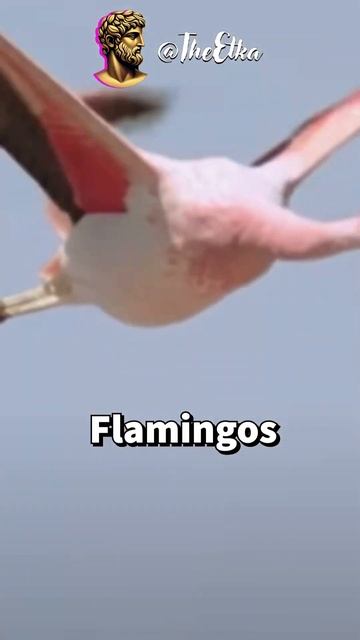 Why Are Flamingos Pink? 😱 #science #information #sciencefacts смотреть онлайн