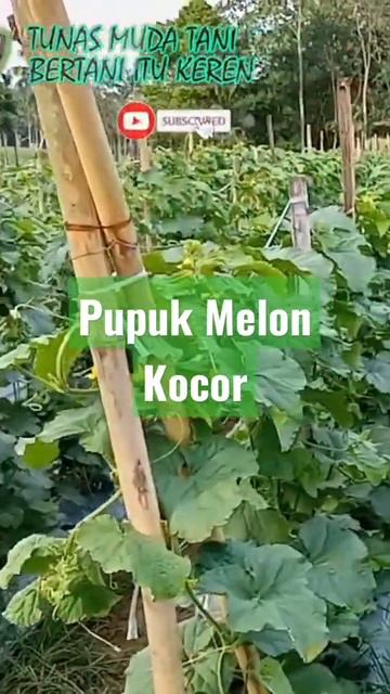 PUPUK KOCOR MELON смотреть онлайн