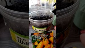 Томат цыпочка в рассаде 10 марта 2024 г.