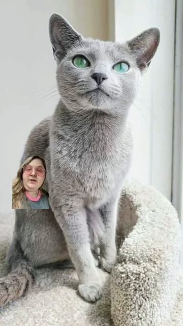Gray Cat Fun Facts - Things you may or may not have known about gray cats! | @CatLadyTails смотреть онлайн