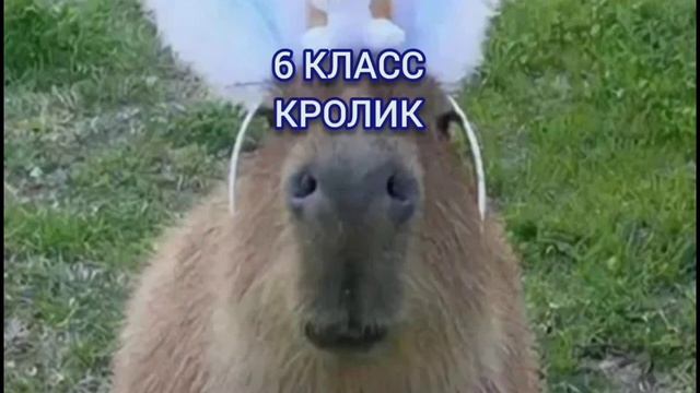 какая ты капибара по классу?? смотреть онлайн