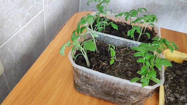помидоры без пикировки, дальнейшие действия 🍅 смотреть онлайн