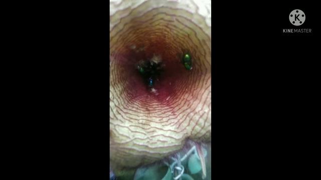 stapelia hirsuta amarela e vermelha смотреть онлайн
