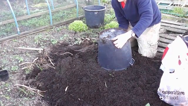 Harvesting 5 Different Container Grown Sarpo Potato Varieties : Blight Resistant Yield Comparison смотреть онлайн