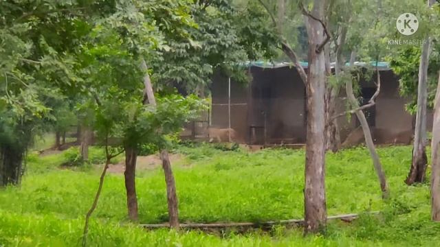 BHOPAL VLOG || BHOPAL VAN VIHAR KA LION ( शेर ) || VAN VIHAR NATIONAL PARK BHOPAL JOURNEY смотреть онлайн