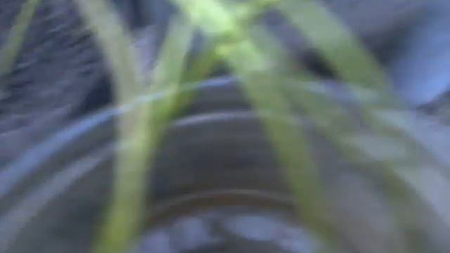 выращивание клубники отводками смотреть онлайн