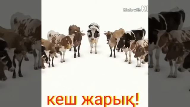 Кеш Жарык смотреть онлайн
